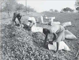  ??  ?? Mr Lutendo Moyo (left), his mother Emma and his wife Circumstan­ce of Malala area collect Mopane leaves which they mix with stockfeed for their cattle as grass is critically scarce at this time of the year in rural Beitbridge