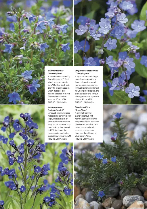  ??  ?? Lithodora diffusa ‘Heavenly Blue’
A selection introduced by Perry Nursery of Enfield, which was given plants by EA Bowles. Much paler than the straight species, which has dark-blue flowers streaked with red. Flowers in mid to late summer. 15cm. AGM. RHS H5, USDA 6a-8b.
Anchusa azurea ‘Loddon Royalist’
A robust, roughly bristled herbaceous perennial, with large, loose panicles of gentian-blue flowers from early to late summer. May need staking. Introduced in 1957, it remains the most popular and widely available cultivar. 1m. AGM. RHS H5, USDA 3a-8b.
Omphalodes cappadocic­a ‘Cherry Ingram’
A vigorous form with larger, deep forget-me-not blue flowers than others and narrow, dark-green leaves. Invaluable in shade. Named for Collingwoo­d Ingram, the plant collector and saviour of the great white Japanese cherry. 50cm. AGM.
RHS H5, USDA 6a-9b.
Lithodora diffusa ‘Grace Ward’
A low, mat-forming evergreen shrub with narrow, dark-green leaves the perfect foil for its azureblue flowers, which appear in late spring and early summer and are more luminous than ‘Heavenly Blue’. 50cm. AGM.
RHS H5, USDA 6a-8b.