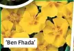  ??  ?? ‘Ben Fhada’