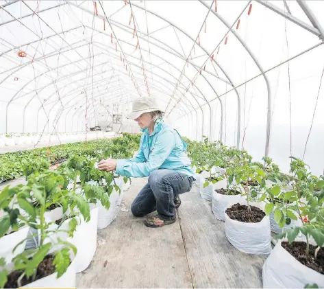  ?? KAYLE NEIS ?? Joan Merrill tends tomatoes on Wednesday on the farm she and her husband operate near Saskatoon. ‘We see women taking a very strong and equal role on those farms with their partners,” she said.