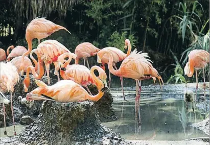  ?? INMA SAINZ DE BARANDA / ARCHIVO ?? Flamencos en el zoo de Barcelona, en uno de los espacios reformados hace un par de años