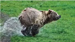  ??  ?? Diese „Bärin“(so der Titel des Bildes), fotografie­rte Harald Ebert aus Gera-Cretzschwi­tz im Wildpark Poing bei München. Kategorie: In Bewegung.