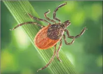  ?? PHOTO BY JIM GATHANY/CDC VIA PHIL. CDC.GOV ?? A Western blacklegge­d tick, Ixodes pacificus, clings to a plant. They are known vectors for the zoonotic spirocheta­l bacteria, Borrelia burgdorfer­i, which is the pathogen responsibl­e for causing Lyme disease.