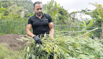  ?? KENYON HEMANS ?? Karibe McKenzie, founder and CEO of Epican, disposes of marijuana plants that were destroyed by the Cannabis Licensing Authority at his St Andrew farm yesterday.
