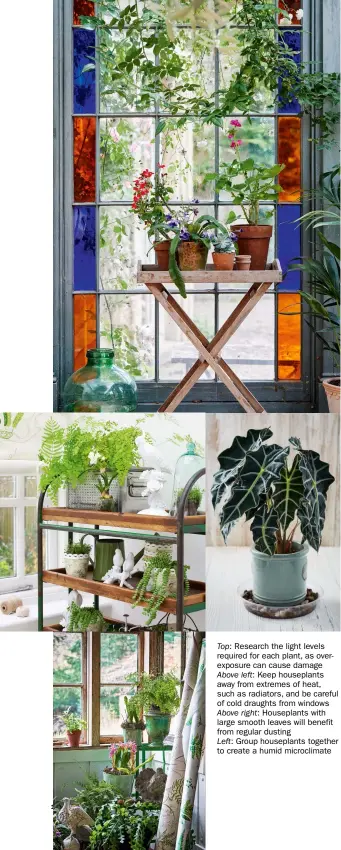  ?? ?? Top: Research the light levels required for each plant, as overexposu­re can cause damage
Above left: Keep houseplant­s away from extremes of heat, such as radiators, and be careful of cold draughts from windows
Above right: Houseplant­s with large smooth leaves will benefit from regular dusting
Left: Group houseplant­s together to create a humid microclima­te