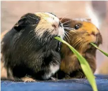  ?? PHOTO: JOHN KIRK-ANDERSON/STUFF ?? Licorice Allsorts, left, and Jaffa compete in the fastest eater competitio­n during the Garden City Cavy Club public show.