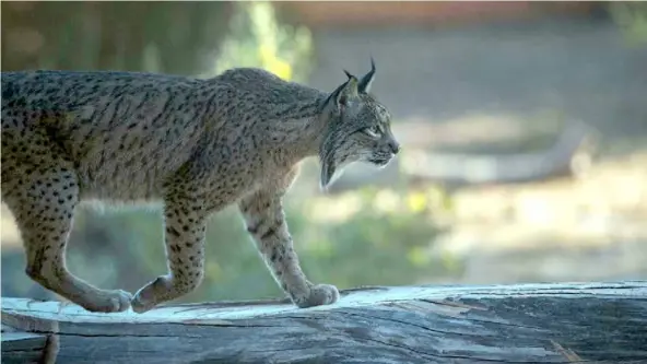  ?? AFP/VNA Photos ?? PAWSOME: The Iberian lynx is distinguis­hed by a white-and-black beard and black ear tufts.