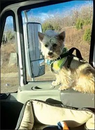  ?? Special to the Democrat-Gazette ?? Lucky, a cairn Terrier, keeps his owner, Gail Bruna, company while she drives a rig for USA Truck.