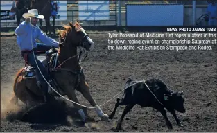  ?? NEWS PHOTO JAMES TUBB ?? Tyler Popescul of Medicine Hat ropes a steer in the tie down roping event on championsh­ip Saturday at the Medicine Hat Exhibition Stampede and Rodeo.