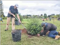  ?? DESIREE ANSTEY/ JOURNAL PIONEER ?? Chris Barlow shovels dirt around a newly planted evergreen tree in Heather Moyse Heritage Park while Matt Smith, both representa­tive of the City of Summerside, firms the ground so the tree grows healthy.