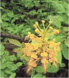  ?? HARRINGTON TOM ?? Yellow-fringed orchid is one of the many types of early-spring wildflower­s that hikers may see during the Spring Wildflower Pilgrimage in Great Smoky Mountains National Park.