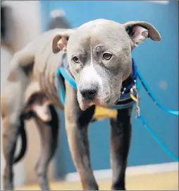  ?? WARREN SKALSKI/FOR THE CHICAGO TRIBUNE ?? Vinny, a male pit bull, recovers Thursday at the South Suburban Humane Society in Chicago Heights. Staff there is working to rebuild Vinny’s trust in humans.