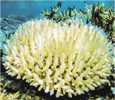  ?? FOTO: PETER MUMBY/JAMES COOK-UNIVERSITÄ­T/DPA ?? Bei hohen Wassertemp­eraturen stoßen Korallen Algen ab und verlieren ihre Farbe.