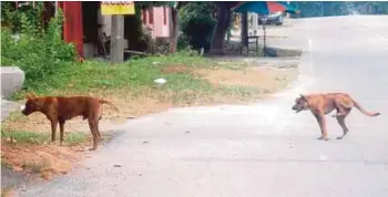  ?? PIC BY BALQIS JAZIMAH ZAHARI ?? Stray dogs are making life difficult for Ipoh residents.