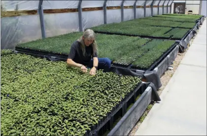  ?? SUSAN MONTOYA BRYAN — THE ASSOCIATED PRESS ?? This May 18, 2022image shows nursery manager Tammy Parsons thinning aspen seedlings at a greenhouse in Santa Fe, N.M. Parsons and her colleagues evacuated an invaluable collection of seeds and tens of thousands of seedlings from the New Mexico State University’s Forestry Research Center in Mora, New Mexico, as the largest fire burning in the U.S. approached the facility.