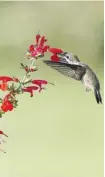  ?? BRUCE DI LABIO PHOTO ?? The Ruby-throated Hummingbir­d regularly feeds on nectar from flowering plants. This one was seen at Presqu’ile Provincial Park.