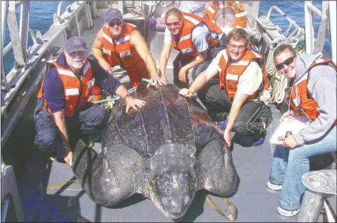  ?? (Courtesy Photo/NOAA/Heather Harris) ?? Scientists including Scott Benson (at far left) can be seen posing with a giant western Pacific leatherbac­k sea turtle as they take measuremen­ts and attach a satellite tracking device to its shell.