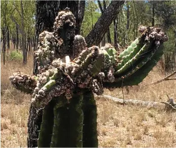  ?? PHOTO: CONTRIBUTE­D ?? DARK DWELLER: The night cactus is a weed that can take over areas rapidly.