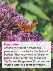  ??  ?? Eupatorium Among the tallest herbaceous perennials, it’s useful for the back of borders. They grow well in full sun or partial shade, preferring moist soil. Tip For smaller gardens, E. maculatum ‘Purple Bush’ is a compact variety.