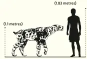  ??  ?? ABOVE RIGHT Size comparison of a scimitar-toothed cat and a human