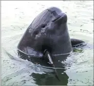  ?? XINHUA ?? A finless porpoise waits to be fed at the Tian’ezhou Milu National Nature Reserve in Shishou city, Hubei province.