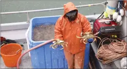  ?? PHOTOS BY SHAE HAMMOND — STAFF PHOTOGRAPH­ER ?? Jerry Thompson of San Francisco holds Dungeness crabs at Pier 45in San Francisco on Dec. 31.