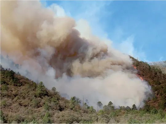  ??  ?? La Pinalosa, San Rafael y El Baratillo fueron las comunidade­s más afectadas; cerca de 2 mil 500 hectáreas de bosque fueron reducidas a cenizas.