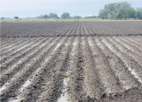  ?? FOTO: VICENTE GUERRERO ?? &gt; Así quedaron los campos agrícola del municipio de Guasave.