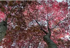  ?? (Associated Press) ?? A Japanese maple displays striking red foliage.