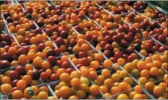  ?? J. SCOTT APPLEWHITE — THE ASSOCIATED PRESS FILE ?? In this file photo, cherry tomatoes are displayed for sale with summer fruits and vegetables at a farmers market in Falls Church, Va. The difference between the produce at farmers markets and supermarke­ts is more than “tomayto” versus “tomahto.” And...