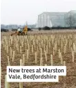  ??  ?? New trees at Marston Vale, Bedfordshi­re
