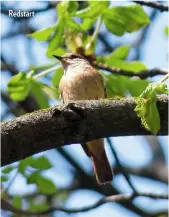  ??  ?? Redstart