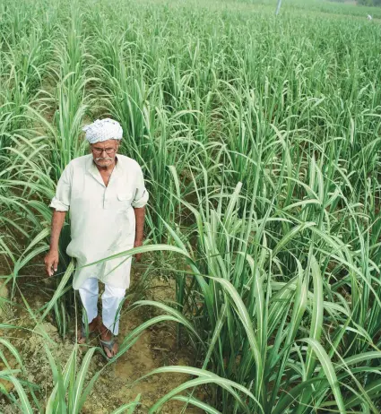  ??  ?? Chandrapal Singh of Sambhal district's Mubarakpur village says that despite delayed returns farmers persist with sugarcane because one sowing gives two yields