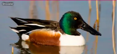  ?? ?? Shoveler