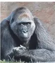  ?? FOTO: DPA ?? Auch Gorilla Richard im Prager Zoo ist von Sars-CoV-2 bedroht.