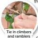  ??  ?? Tie in climbers and ramblers