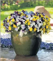  ??  ?? Pansy ‘Cool Wave’ quickly fills window boxes and containers, as well as acting as groundcove­r, above left. An unusual combinatio­n: Petunia Sophistica ‘Blackberry’ and ‘Lime Green’, above right.