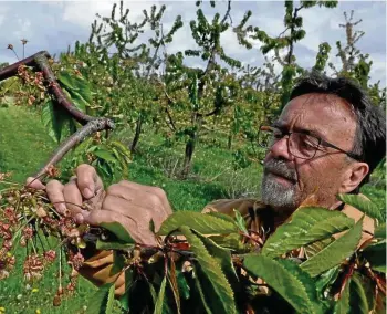  ?? MICHAEL KELLER ?? Fahner Obst-Chef Ralf Dornberger begutachte­t in den Plantagen der Fahner Höhe die Frostschäd­en. Die dunkelgefä­rbten Fruchtstän­de wurden ein Opfer des Frosteinbr­uchs am 22. April.