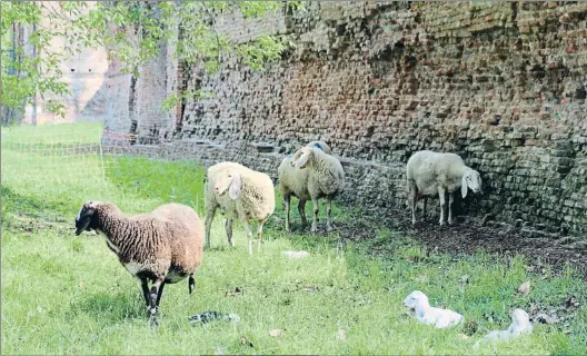  ?? RICCARDOFE / ALAMY ?? En Ferrara. Unas 700 ovejas comieron la hierba al pie de la muralla medieval de Ferrara en el 2016. Abajo, la alcaldesa de Roma, Virginia Raggi