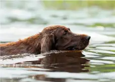  ??  ?? Irish setters are lively, adventurou­s dogs that love to run about and let off steam (top).
They will also be first in the water if the opportunit­y arises (above).