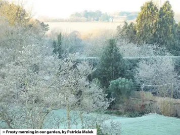  ??  ?? > Frosty morning in our garden, by Patricia Malek