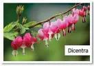  ?? ?? Dicentra