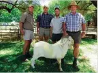  ??  ?? Die duurste Savannaram op die 16de veiling van prestasieg­etoetste ramme op Prieska is teen R28 000 verkoop. By die ram is, van links, mnr. Jaco Coetzee, koper, van Griekwasta­d en mnre. Herman, Gert en Joe Scholtz, verkopers, van die Ghaap-landgoed,...