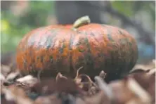  ??  ?? A Cinderella pumpkin is stringier and less sweet than a Jarrahdale and very yam-like when cooked.