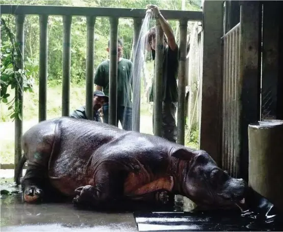  ??  ?? Keeping cool: Recently trapped rhino, Puntung, gets a cooling shower from workers at the Borneo Rhino Sanctuary in Tabin Wildlife Reserve, Sabah. Found to be solitary with little chance of mating with a male, a decision was made to capture her for...