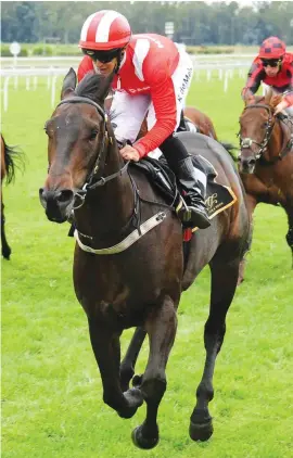  ??  ?? THE NUMBERS. Seven Lives could score his fourth career victory in Race 6 at Turffontei­n’s Standside course tomorrow carrying 57.5kg.