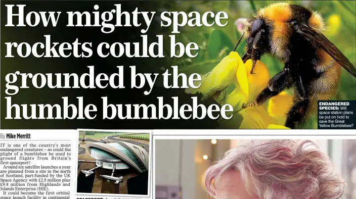  ??  ?? ENDANGERED­SPECIES: Will space station plans be put on hold to save the Great Yellow Bumblebee? SPACEPORT: An artist’s impression