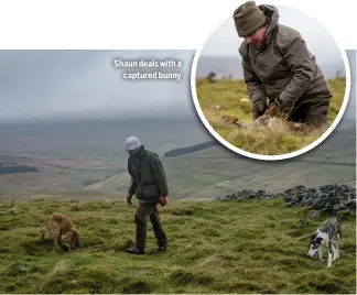  ?? ?? Shaun deals with a
captured bunny
Shaun and the dogs search the ground, looking for telltale signs that the rabbits are at home