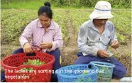  ??  ?? The ladies are sorting out the good and bad vegetables