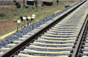  ?? PHOTO: BLOOMBERG ?? A goat herd walks alongside a newly laid section of rail track near the Simba passing station, which will form part of the new Mombasa-nairobi Standard Gauge Railway.